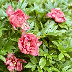 IMG_9495567c5bd26a9f89be