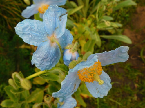 DSCN0474cfe69cb4cf5ebf02.jpg