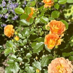 IMG_9656d8c2f33b0e28341d