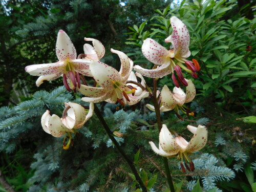 DSCN0641f543cc490415c3b9.jpg
