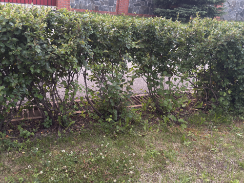 KIZ-5e0b1f556068d3a08.png