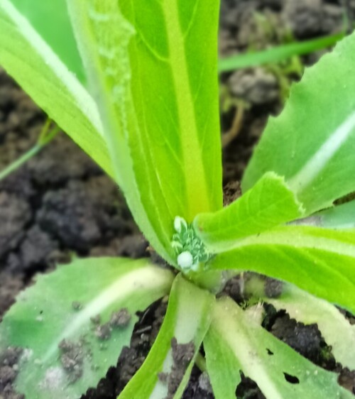 white dental primula 4 jul