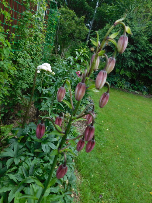 DSCN066651f889fbc02cefb3.jpg