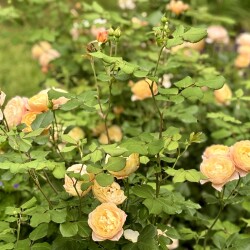 IMG_983137a11d05c4a59ae5