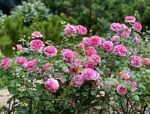 IMG 9873