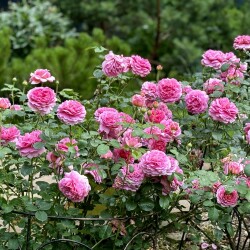 IMG_9873f3e966aaefeb2d1c