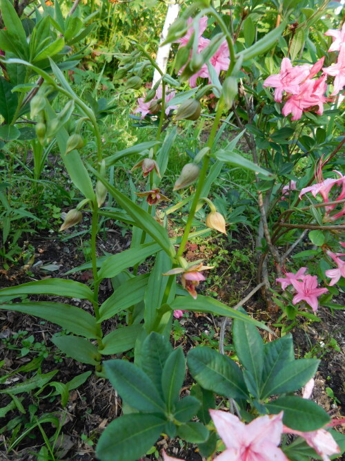 DSCN1018bab143197aa17c1e.jpg