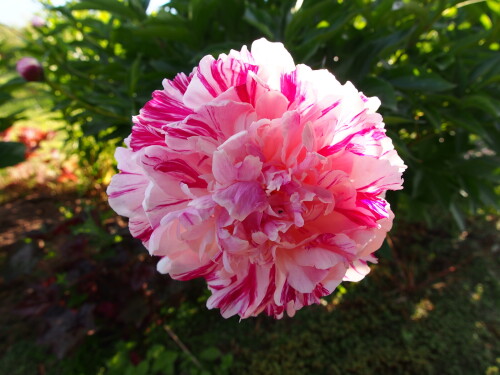 Candy-Stripef4b815d9871f0e48.jpg