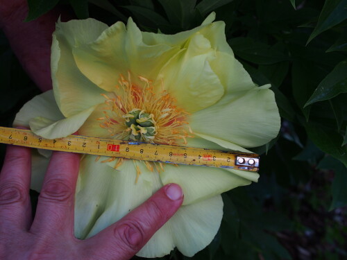 Going-Bananas-201e14bc223647df5.jpg