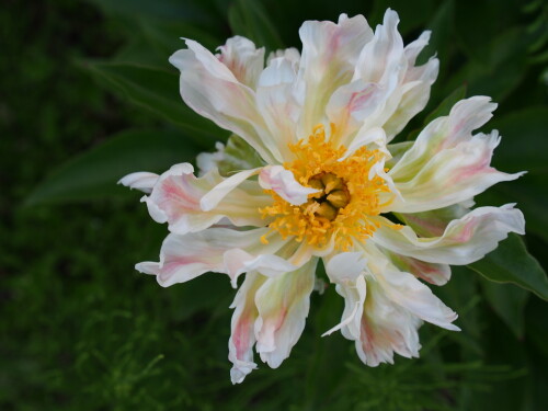 Green-Lotus8c6e607f4592d738.jpg