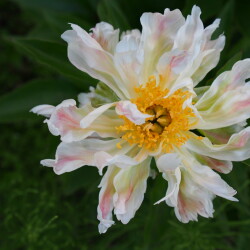 Green-Lotus8c6e607f4592d738