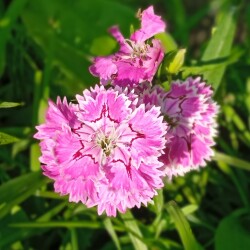2-26-jul8e4191b46f6511ab