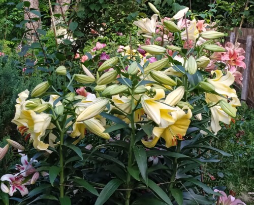 Conca d'Or 28 jul