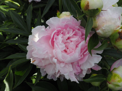 PINK-GIANTd6647e1b207ac2a7.jpg