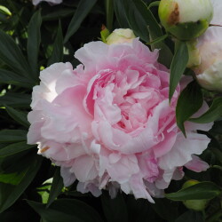 PINK-GIANTd6647e1b207ac2a7