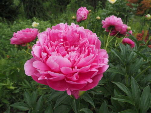 PRINTESS-MARGARET-285c4b21f590466aa.jpg