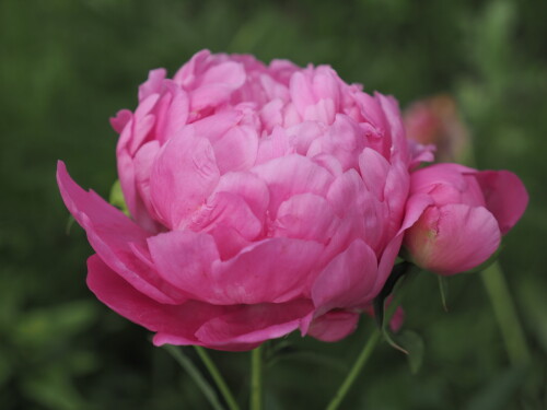 PRINTESS-MARGARET-399f63bfad92f5743.jpg