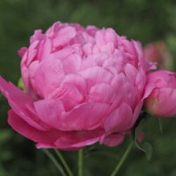 PRINTESS-MARGARET-399f63bfad92f5743
