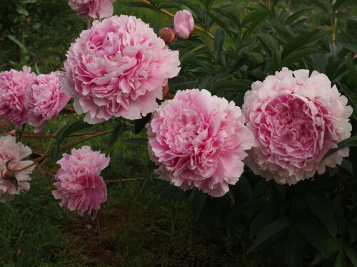 Sarah-Bernhardt-25b86fc5eeffbaa14.jpg