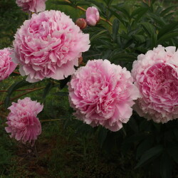 Sarah-Bernhardt-25b86fc5eeffbaa14