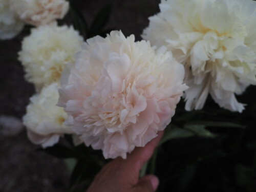 Summer-Glow-47c55d6299299f6f9.jpg