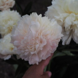 Summer-Glow-47c55d6299299f6f9