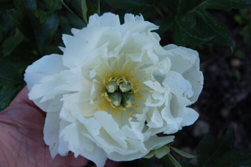 White-Emperorb86d31587f0eba61.jpg