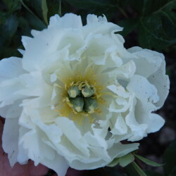 White-Emperorb86d31587f0eba61