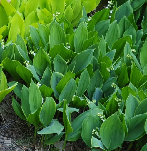 image99fe32187d671deb.png
