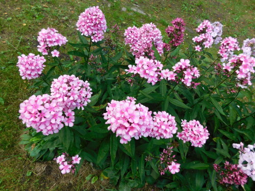 DSCN1333