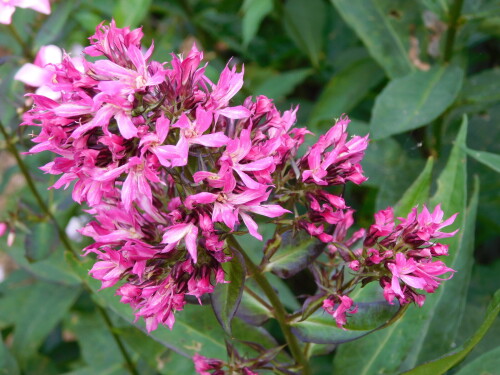 DSCN1335