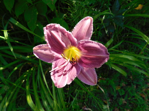 DSCN1275-Prairie-BE2bd8951cc430c9b1.jpg