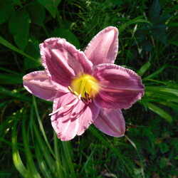 DSCN1275-Prairie-BE2bd8951cc430c9b1
