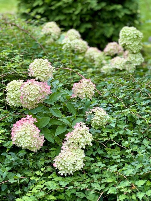 Hydrangea paniculata Little Lime