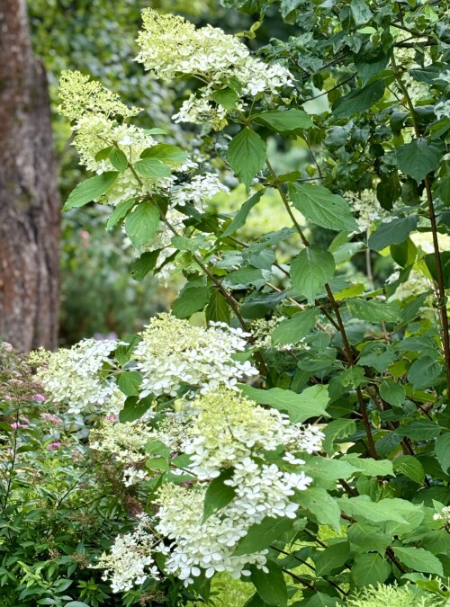 Hydrangea paniculata Phantom