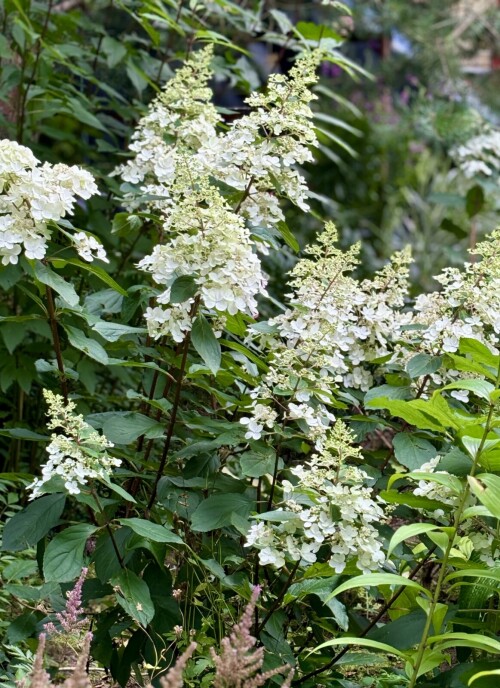 Hydrangea  paniculata Pinky Winky