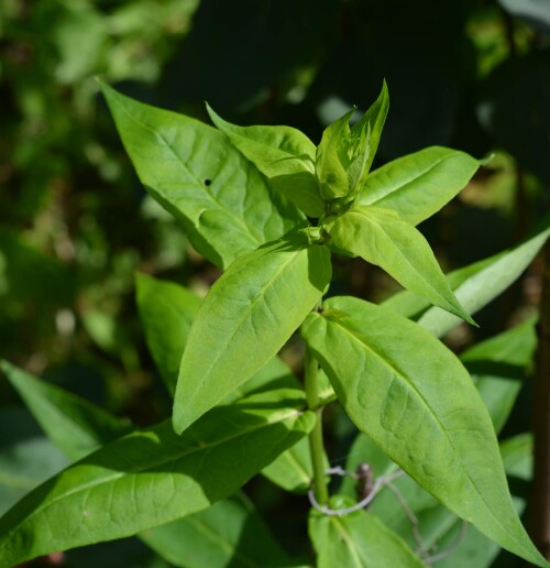 phlox-seedling_376de137caa4b76d4.jpg