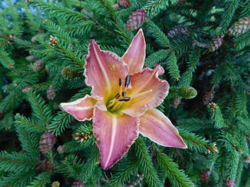 DSCN2001