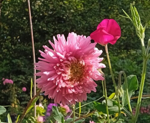 aster 7 sep