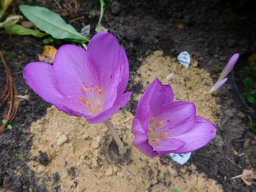 DSCN2283d1c2ae96536efdec.jpg