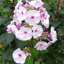 29-SEP-seedling980c30f4938c6d2a