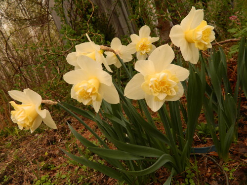DSCN677847c746401958dbd0.jpg