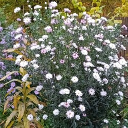 aster-10-oct9b02073a7b67ad0a