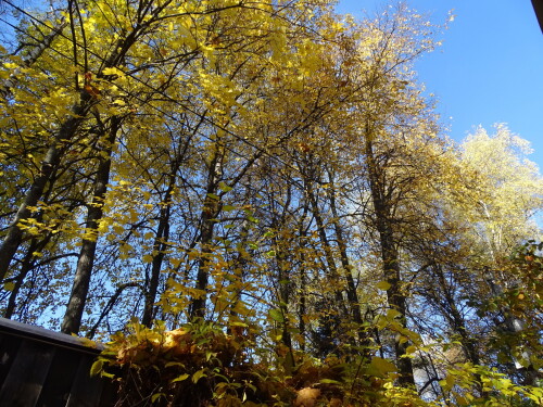 DSC0016079bd175c33a6ce2e.jpg