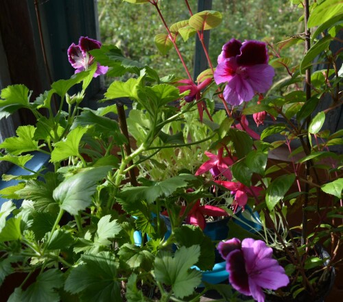 fucsia-octaa3bdbe9e78f8bfe.jpg