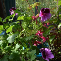 fucsia-octaa3bdbe9e78f8bfe