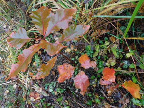 DSCN267279141a80f99043f3.jpg