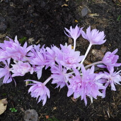 DSCN261100f9c53622da8f43