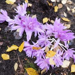 DSCN27000730daae2115dce6