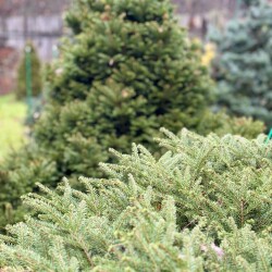 IMG_09504563cdb6dfbf3f47